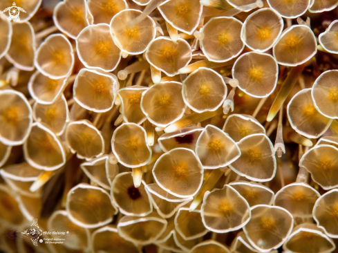 A Flowers Sea Urchin