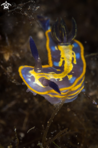 A Felimare fontandraui nudibranch | Felimare nudibranch