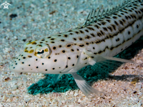 A underwater creature