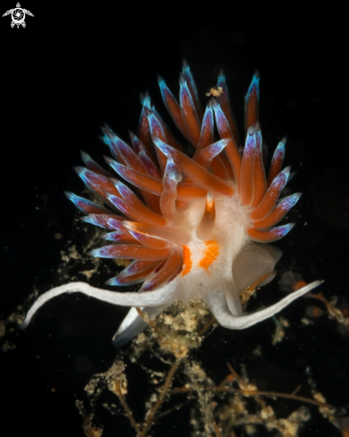 A Cratena peregrina nudibranch