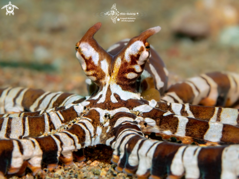 A Wunderpus 