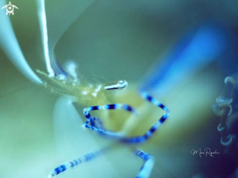 A Pederson Cleaner Shrimp