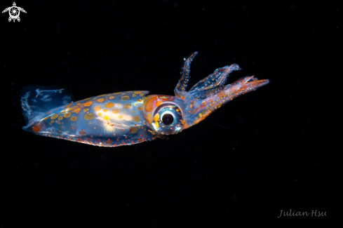 A Juvenile squid