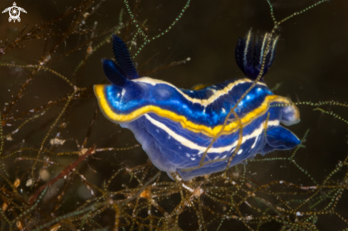 A Hypselodoris tricolor nudibranch | Tricolor nudibranch