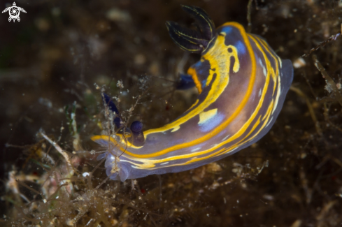 A Felimare fontandraui nudibranch | Felimare nudibranch