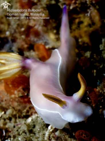 A Hypselodoris Bullockii | Hypselodoris