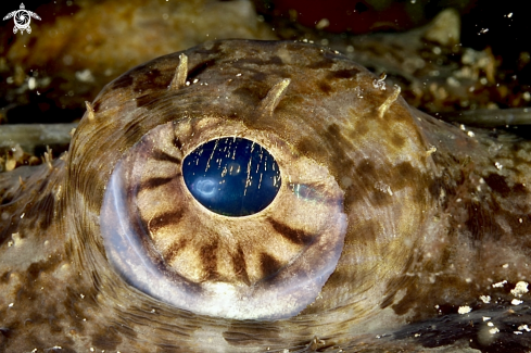 A Monkfish