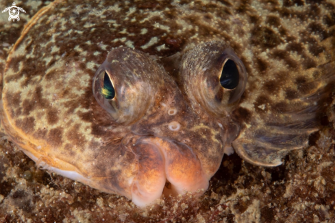 A Flounder