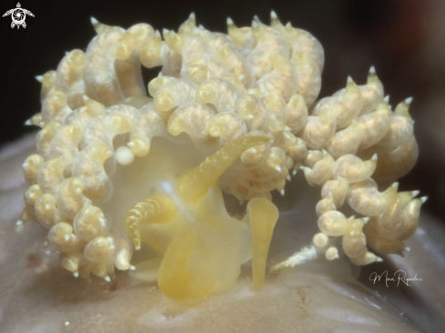 A White-Speckled Nudibranch