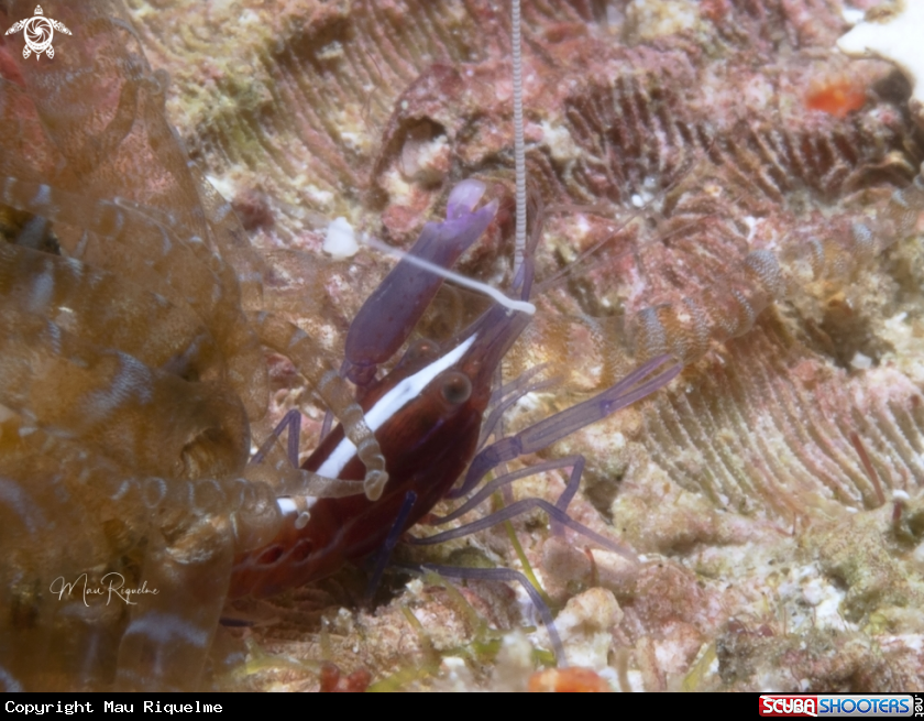 A Spotless Snapping Shrimp