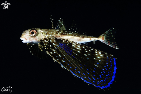 A Flying gurnard 