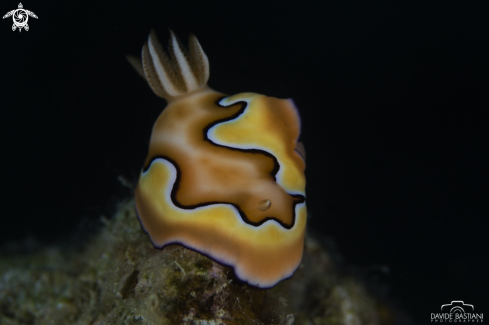 A Nudibranch