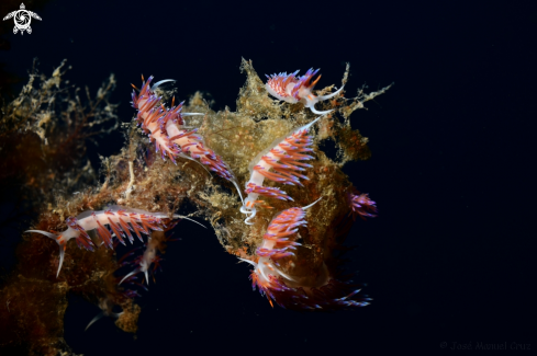 A Cratena peregrina | Nudibranch