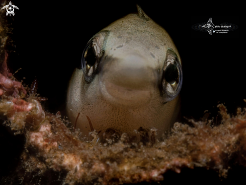 A Aspidontus taeniatus Quoy & Gaimard, 1834 | Mimic Blenny - False Cleaner Fish