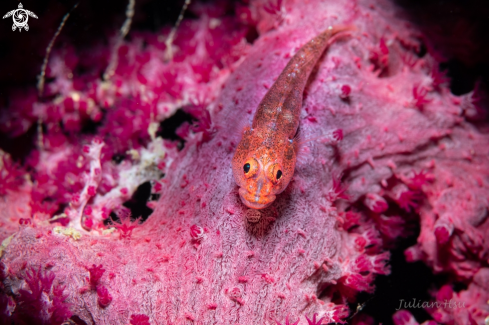 A Pleurosicya labiata | Ghostgoby