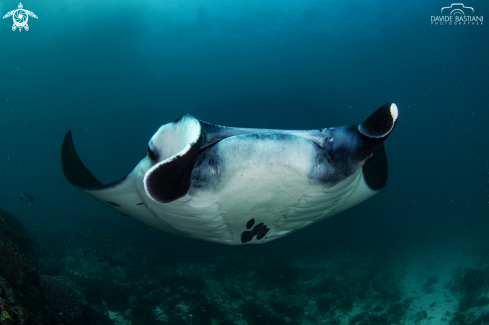 A Manta