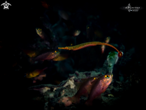 A Dunckerocampus pessuliferus (Fowler, 1938)  | Pipe fish