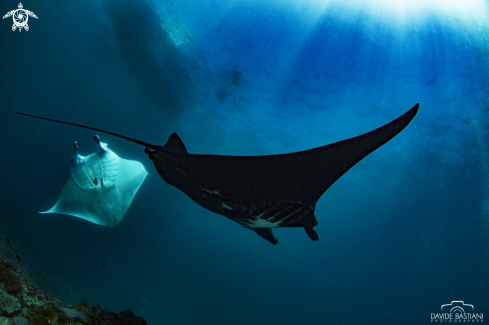 A Manta