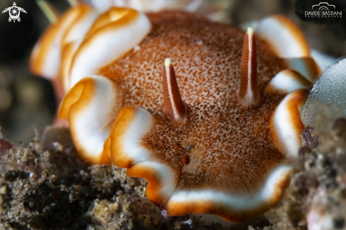 The Nudibranch 