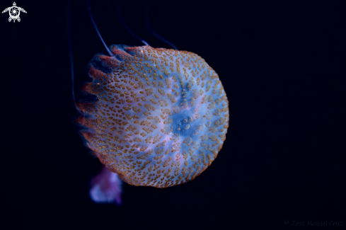 A Jellyfish