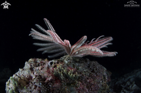 A Crinoid