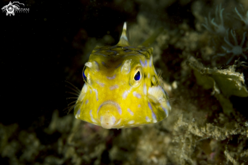 A Boxfish