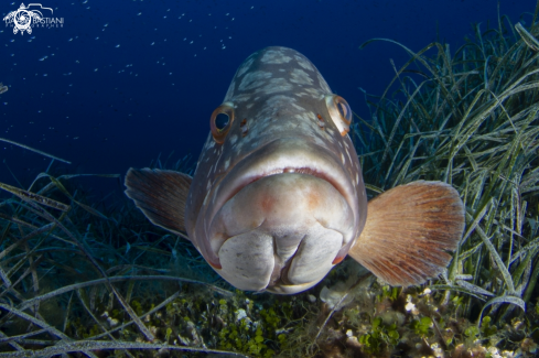 A Giant Groouper