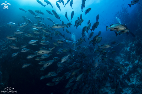 A Trevally