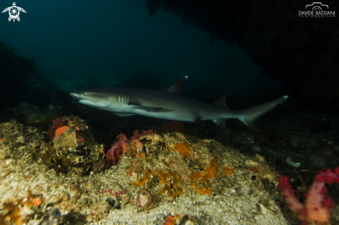 A White Tip Shark