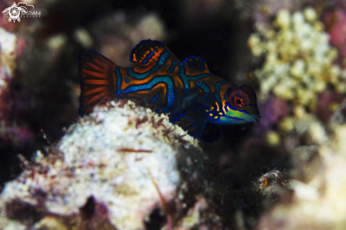 A Mandarin Fish