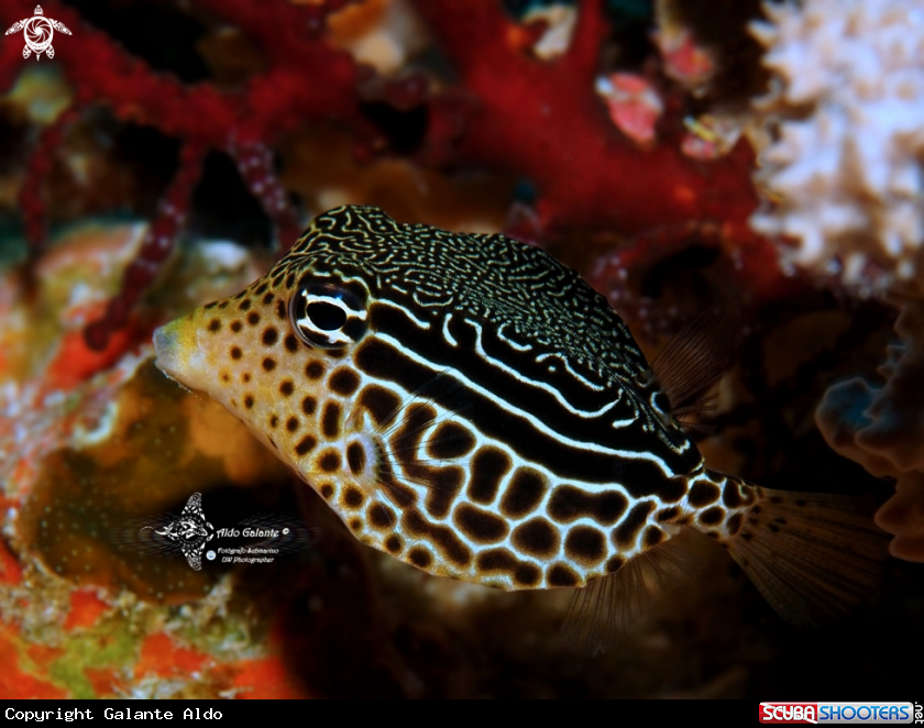 A Reticulate Boxfish, Female. Scientific Name: Os