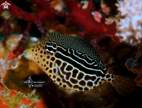 A Ostracion solorense Bleeker, 1853 | Reticulate Boxfish, Female. Scientific Name: Os