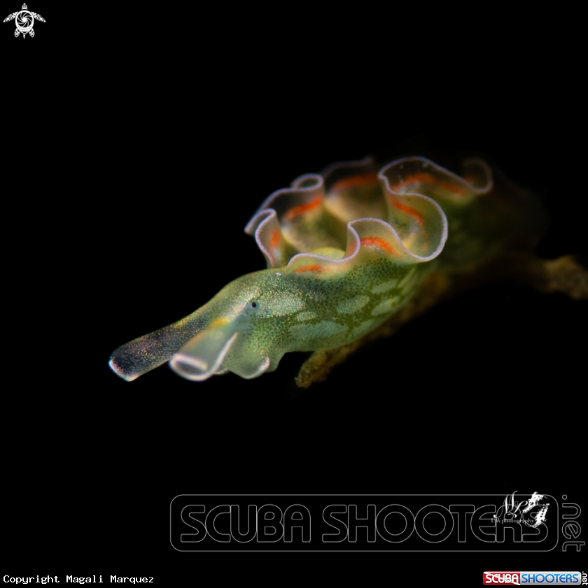 A Lettuce sea slug 