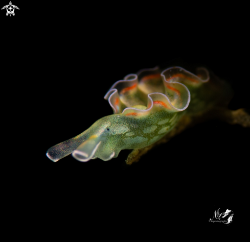 A Lettuce sea slug 