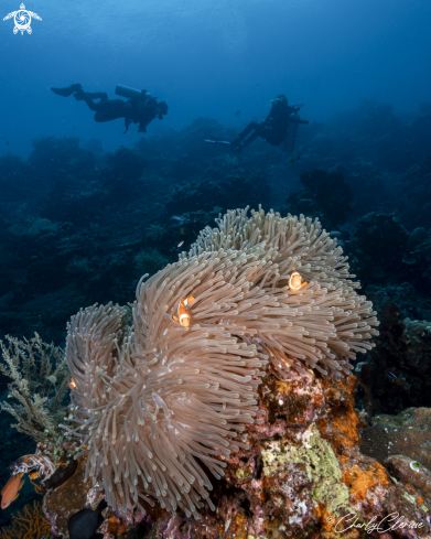 A Amphiprion ocellaris | False Western Clownfish