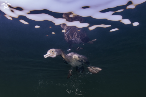 A socotra cormorant