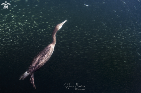 A socotra cormorant