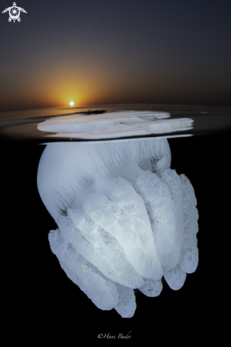 A Jellyfish 