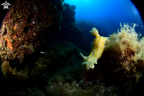 A Felimare picta | Nudibranch