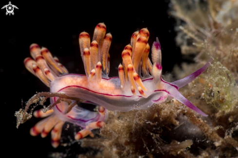 A Coryphellina rubrolineata