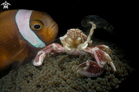 A Neopetrolisthes maculatus | Porcelain crab