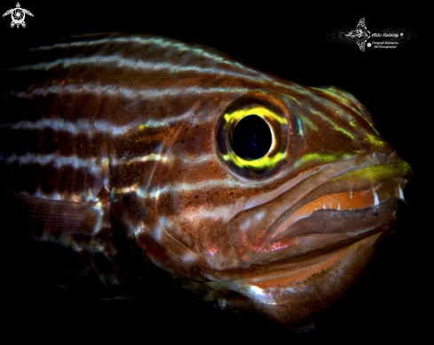 A Large Toothed Cardinalfish