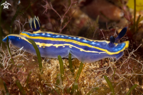 A Hypselodoris tricolor nudibranch