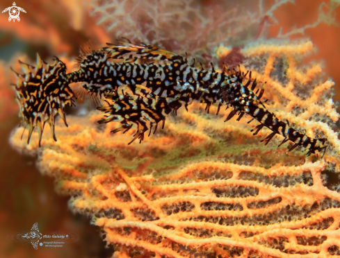 A Ghost Pipefish 