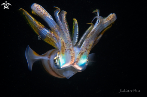 A Bigfin reef squid