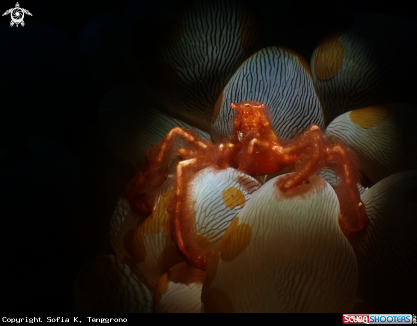 A Orangutan crab