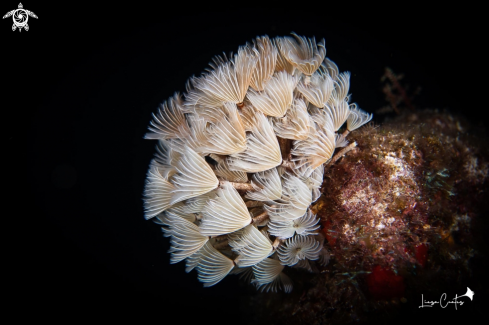 A Bispira brunnea | Feather Dusters