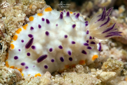 A Nudibranch