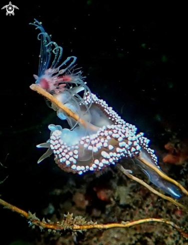 A Coryphella verrucosa  | Vårtborstnudingar