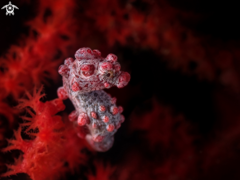 A Hippocampus bargibanti | Pygmy seahorse